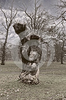 A gnarly and twisted old tree in Greenwich Park