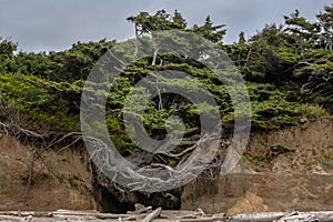 Gnarly Twists Of The Tree Of Life Cling To The Cliff Over Kalaloch Beach