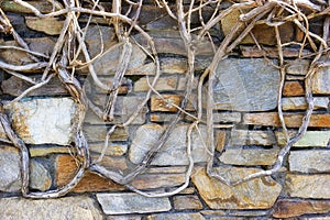 Gnarly Vine Branches on a rock wall