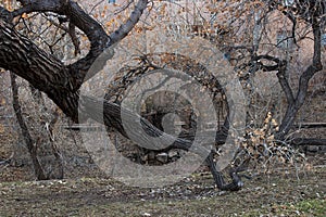 Gnarly Winter Trees