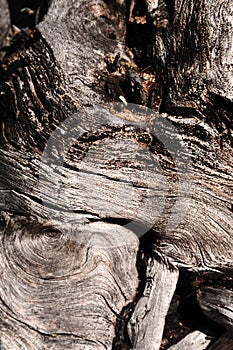 Gnarly wood texture