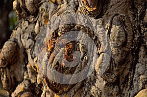 Gnarly wood texture