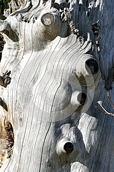 Gnarly wood texture photo