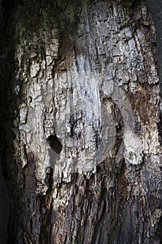 Gnarly wood texture . Vertical shot