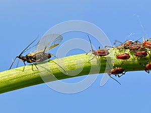 Gnat and aphids on stem