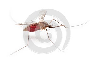 Gnat or mosquito photo