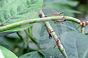 Gnat Pests attack Cowpea