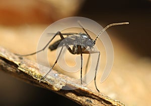 Gnat sitting on a tree bark, forest