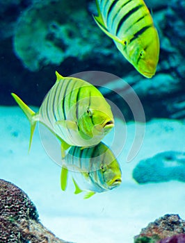 Gnathanodon speciosus black stripes yellow fish