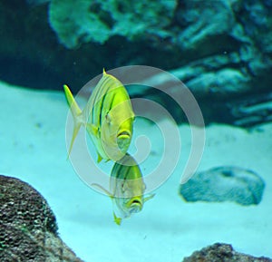 Gnathanodon speciosus black stripes yellow fish