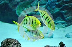 Gnathanodon speciosus black stripes yellow fish