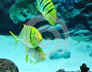 Gnathanodon speciosus black stripes yellow fish