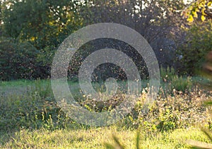 Gnats in the sunset light