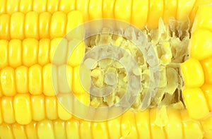 Gnaw marks corn