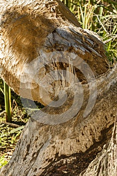 Gnaw marks on a fallen beaver tree in Windsor, Connecticut.