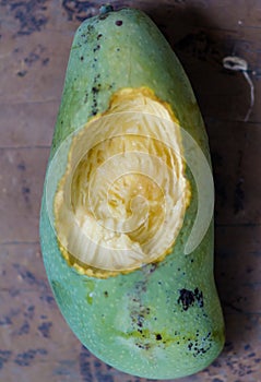 Gnaw marks on mango