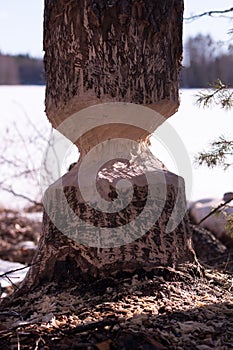 Gnawed aspen tree in spring