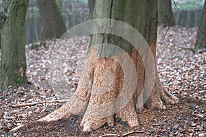 The gnawed bark of a tree