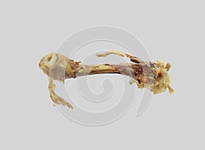 Gnawed boiled chicken bone