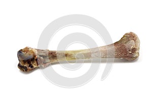 Gnawed chicken bone isolated photo