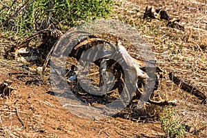 Gnawed skeleton of a buffalo