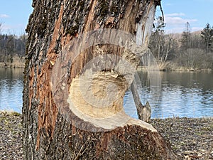 Gnawed tree by the action of a beaver the natural protection zone Aargau Reuss river plain Naturschutzzone Aargauische Auen