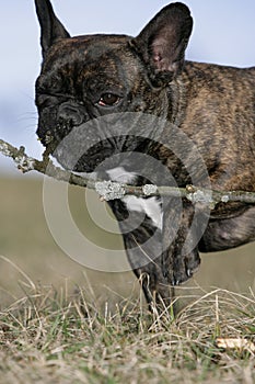 Gnawing French bulldog photo