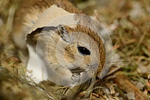 Gnawing Gerbil
