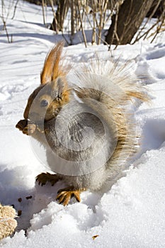Gnawing nuts squirrel