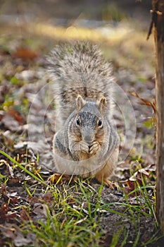 Gnawing squirrel nuts