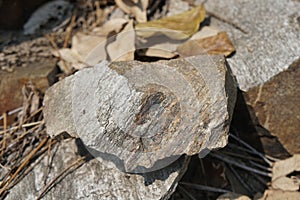 Gneiss metamorphic rock stone of Pre Cambrian Rocks on nature background.