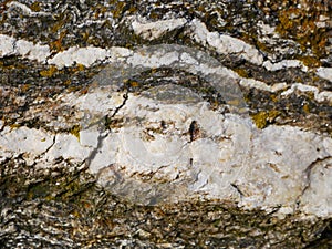 Gneiss rock - background or pattern photo