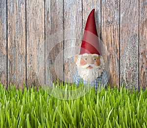 Gnome Gnomes Grass Backyard Summer Background photo