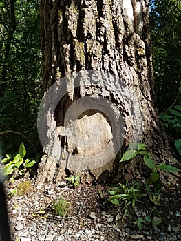 Gnome home in tree