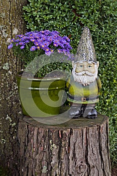 Gnome standing on Tree Stump next to Aster Flowers