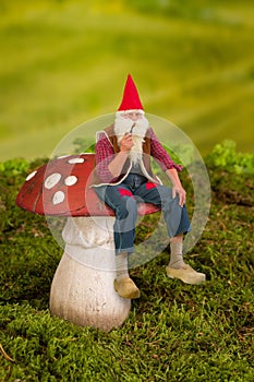 Gnome on toadstool