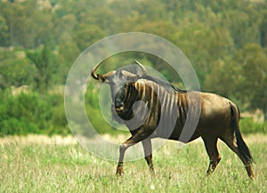 Gnu