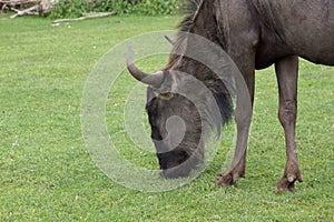 Gnu