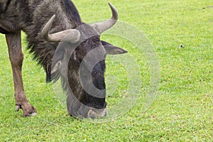 Gnu