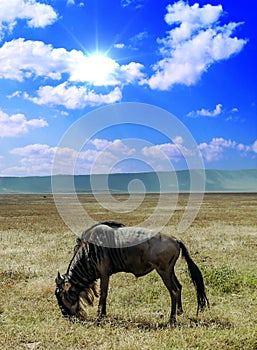 Gnu in Africa