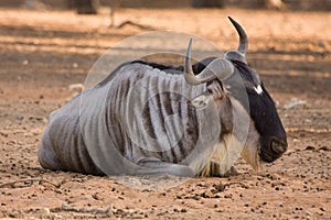 Gnu antelope