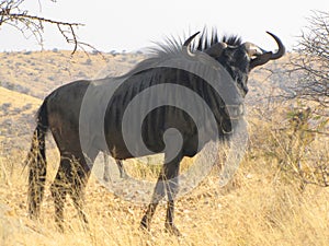 Gnu antelope