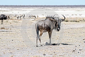 Gnu antelope in desert