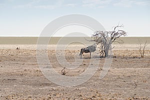 Gnu antelope in desert