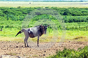 Gnu antelope gives birth in the savannah