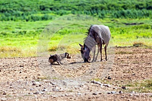 Gnu antelope just gave birth in the savannah