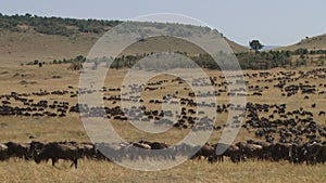 Gnu antelope migration in Kenya