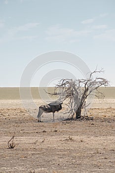 Gnu antelope resting