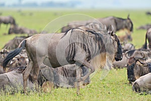 Gnu antelope on savana photo