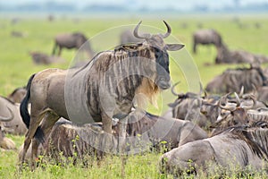 Gnu antelope on savana